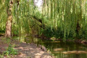 Photo 18- click for photo gallery